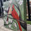 Thumbnail: Spring Cardinals Couple in Cherry Blossoms Original Acrylic Painting