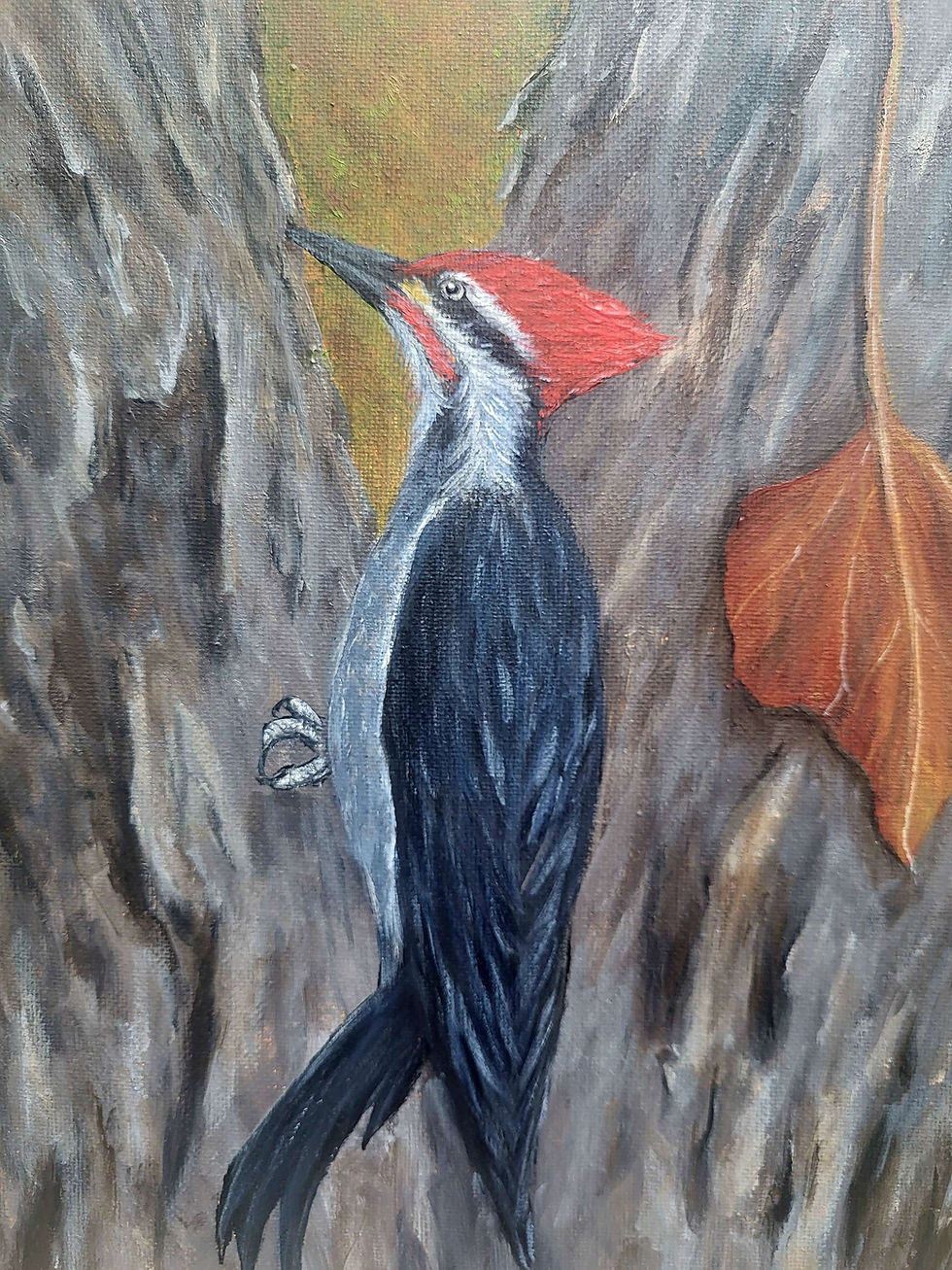 Thumbnail: Original Acrylic Painting of Woodpecker on Stretched Canvas – 12x12 Inch
