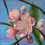 Thumbnail: Apple Blossoms 