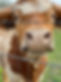 Cow at fence.jpg