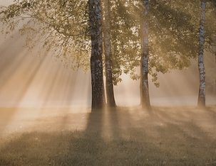 light through aspens.png