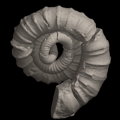 ammonite.gif