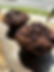 Muffins