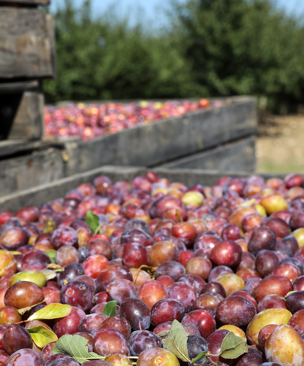 Prunes récolte - Sainte Colombe de Villeneuve - ©Jerome_Morel_IMG (5).JPG