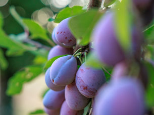 La récolte de la prune d'Ente : 3 semaines qui font toute notre production