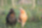 DSC_1061.JPG