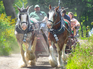 Keystone Clydesdales providing horse and cart rides during Open Farm Weekend at Solsgirth Home Farm.