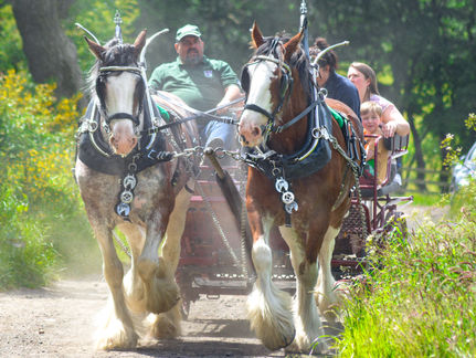 Keystone Clydesdales providing horse and cart rides during Open Farm Weekend at Solsgirth Home Farm.