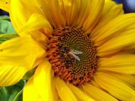 Responsible Beekeeping: Our 2023 Summer Blossom Honey Harvest Update