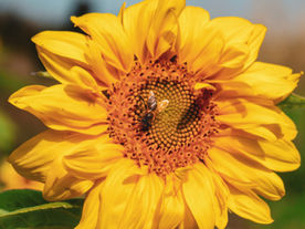 Honey Bee on a Sunflower