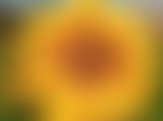 Honey Bee on a Sunflower