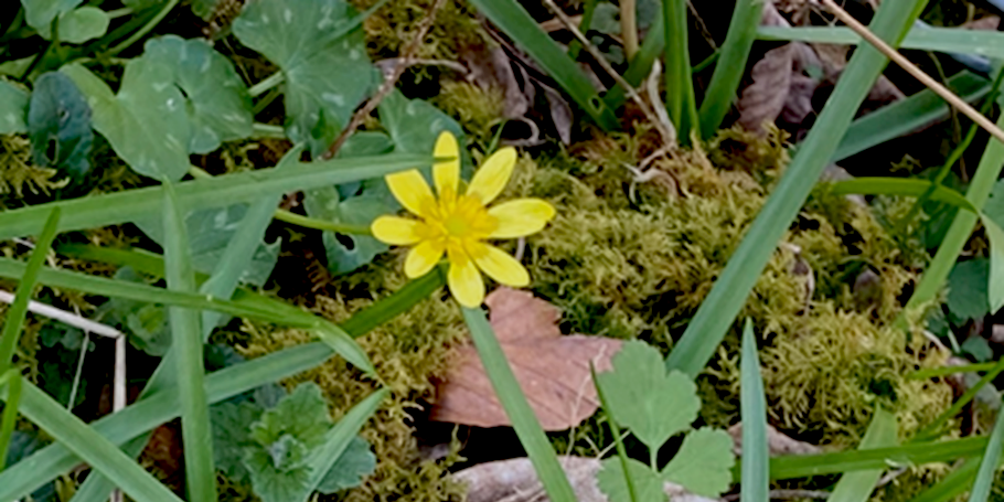 Lesser Celandine