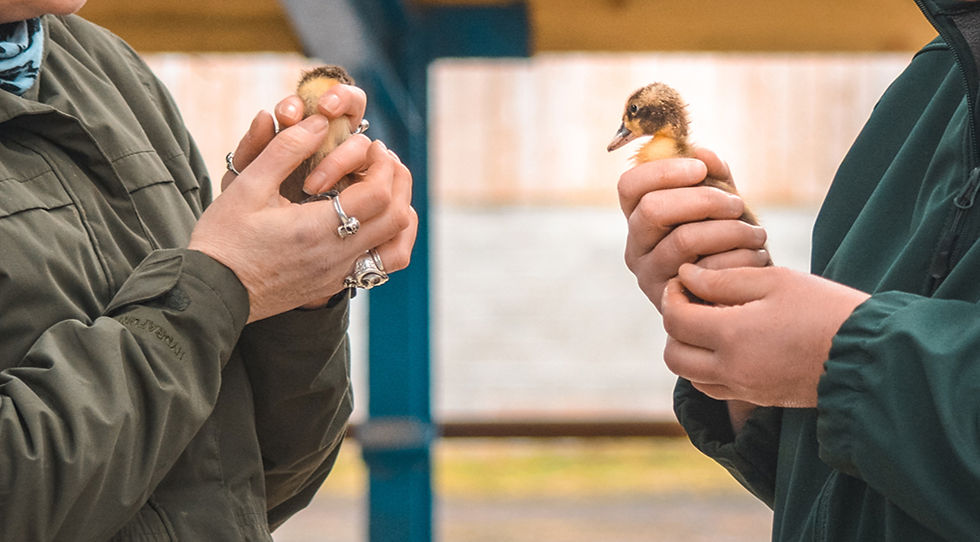 Two fluffy ducklings being gently held during a Spring Farm Tour at Solsgirth Home Farm