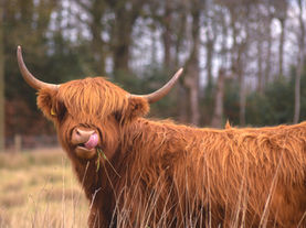 Highland cow licking its nose with its tongue, showcasing its long horns and shaggy reddish-brown coat in a rural farm setting.