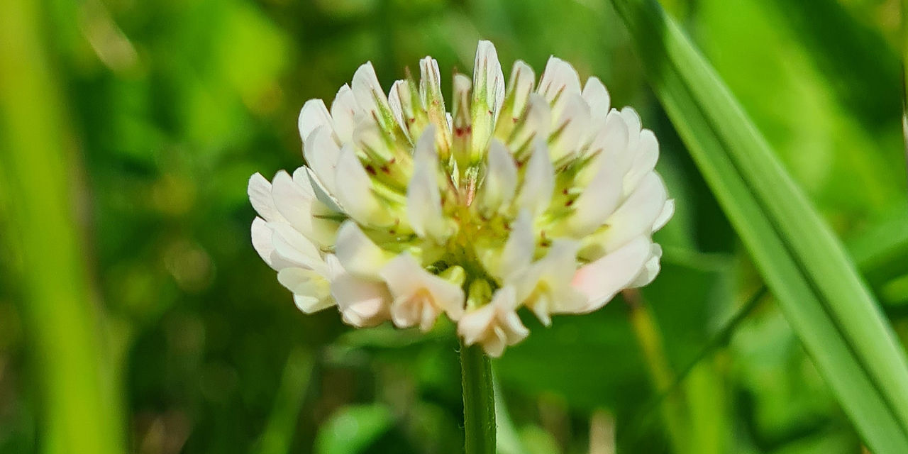 White Clover