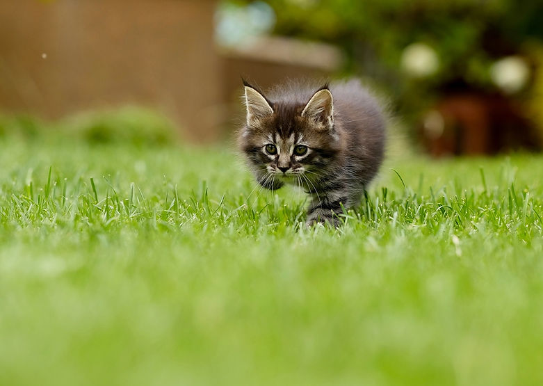 cat-4419763_1280.jpg