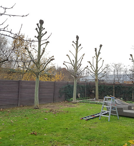 wintersnoei alle bomen en planten
