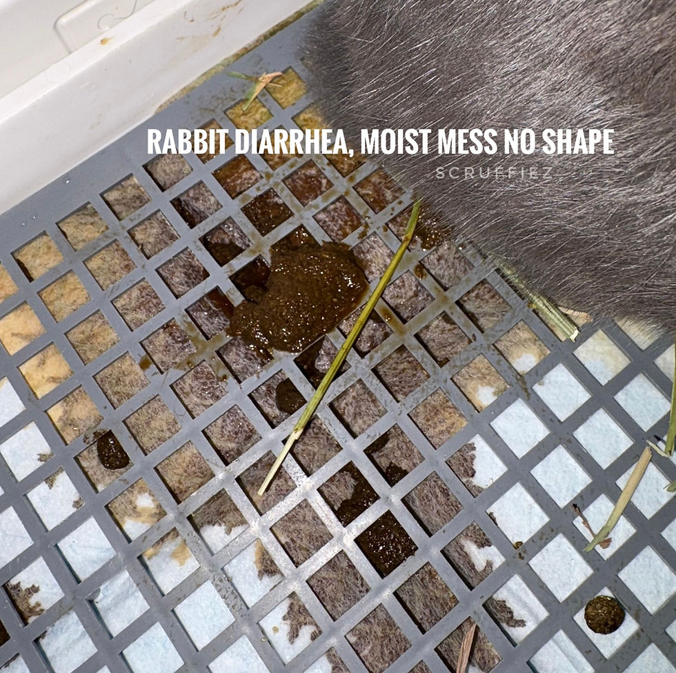 Fresh wet poo on potty. the peepad has absorbed the fluids of the poo. Bottom left is an older good round dry poo from the same rabbit