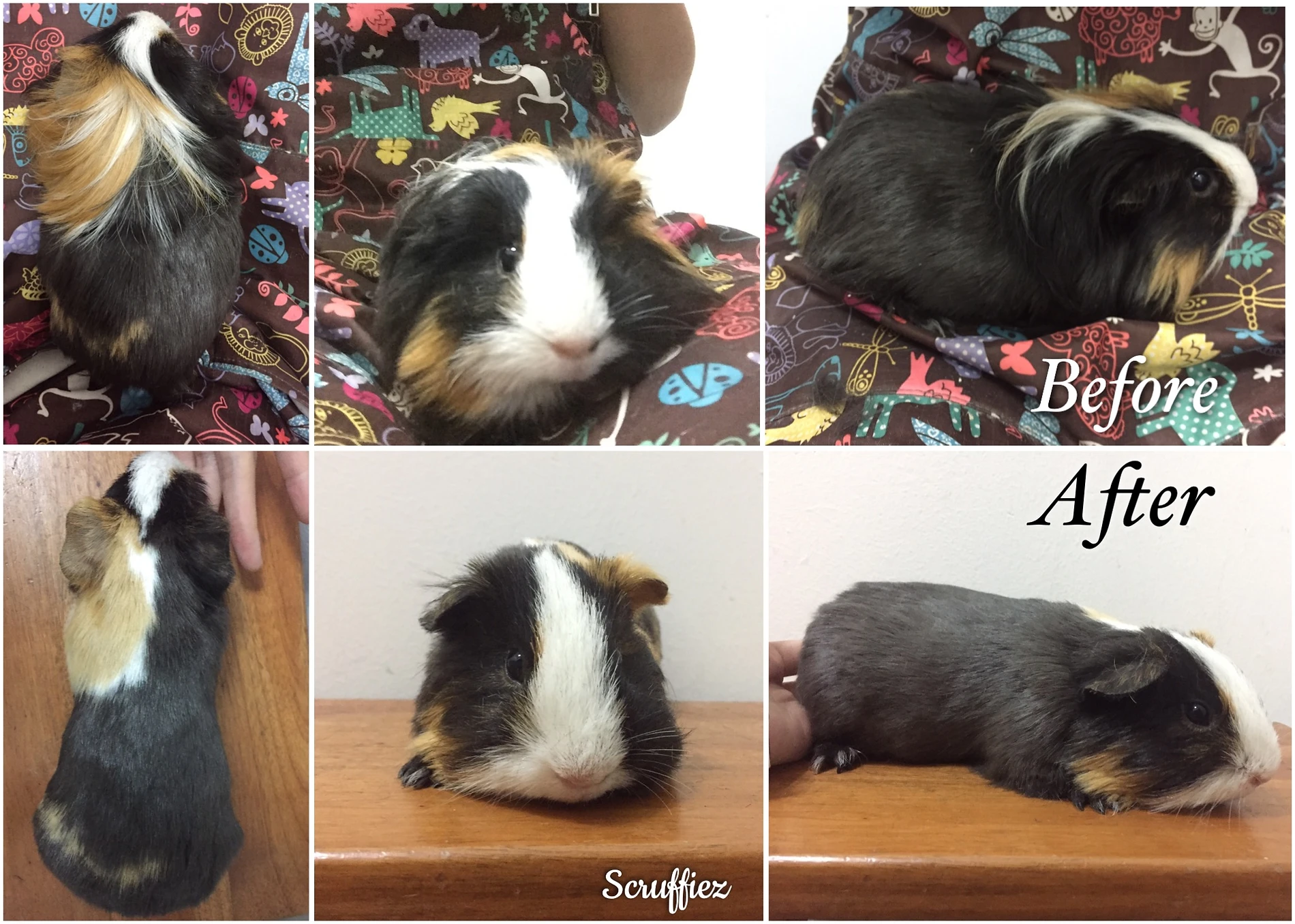 Grooming Scruffiez