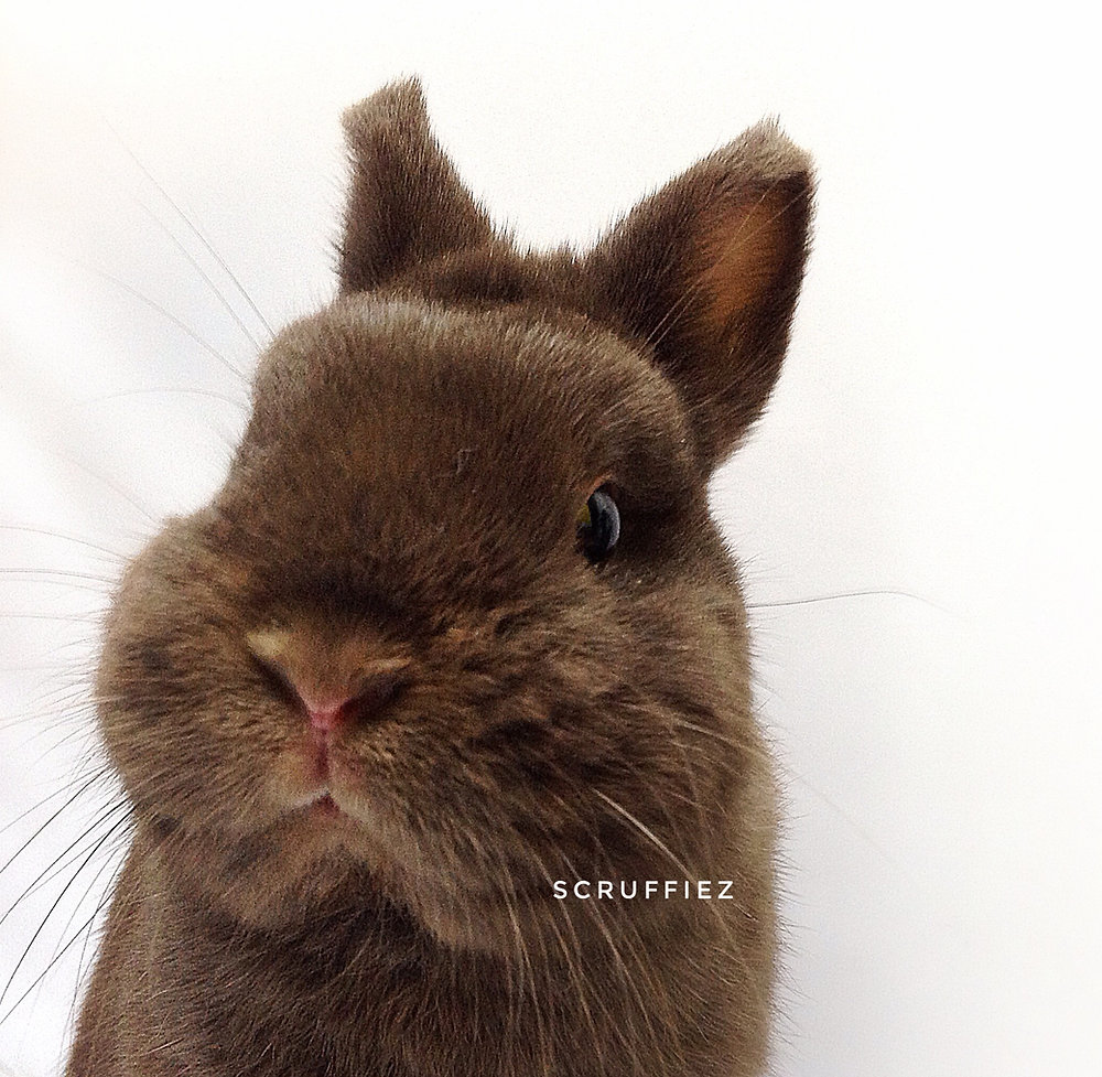 Rabbit coat colours