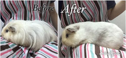 Sheltie Pig grooming