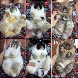 Holland Lops after Grooming