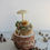 Thumbnail: Mushroom Sculptures, Cream Cup