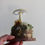 Thumbnail: Mushroom Sculptures, Cream Cup