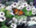 Pen and ink and watercolors print of a butterfly resting in a field of flowers