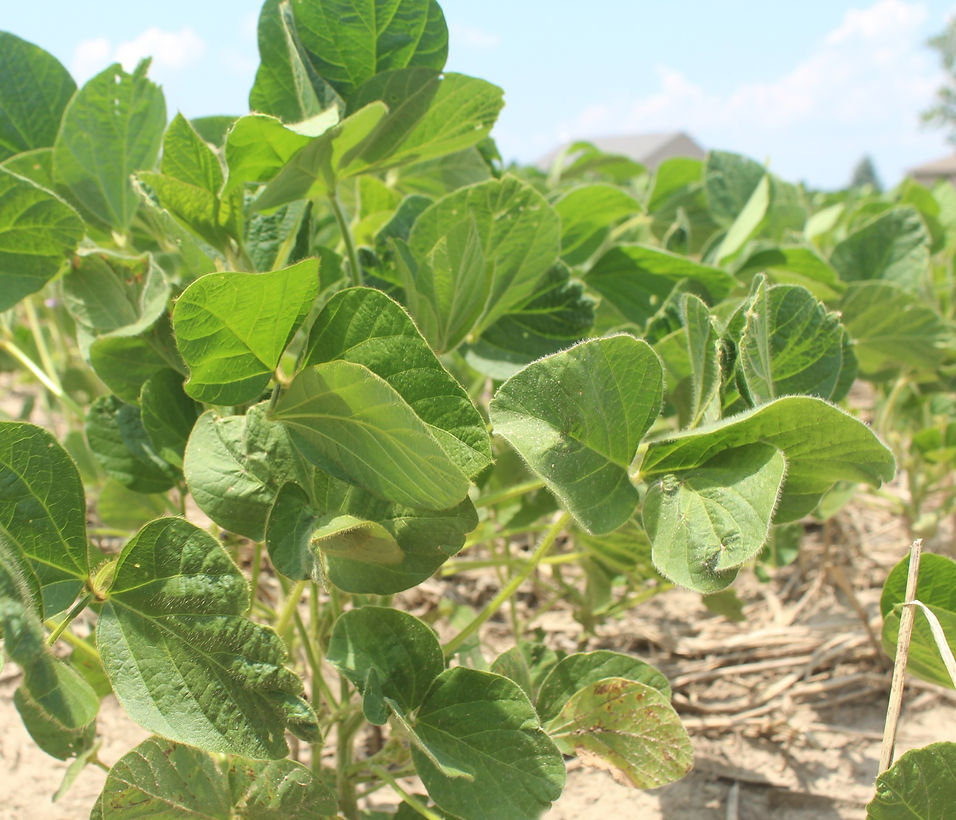 Soybean%20photo_edited.jpg