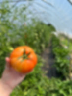 Volunteer & Learn Workshops: All About Tomatoes