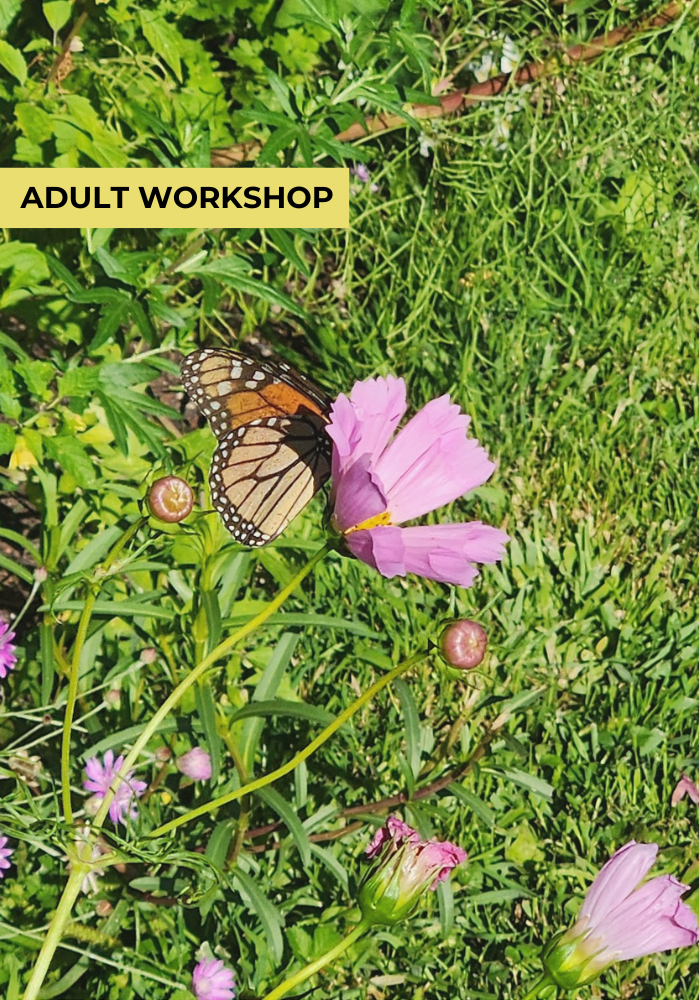 How to Design a Butterfly Garden!