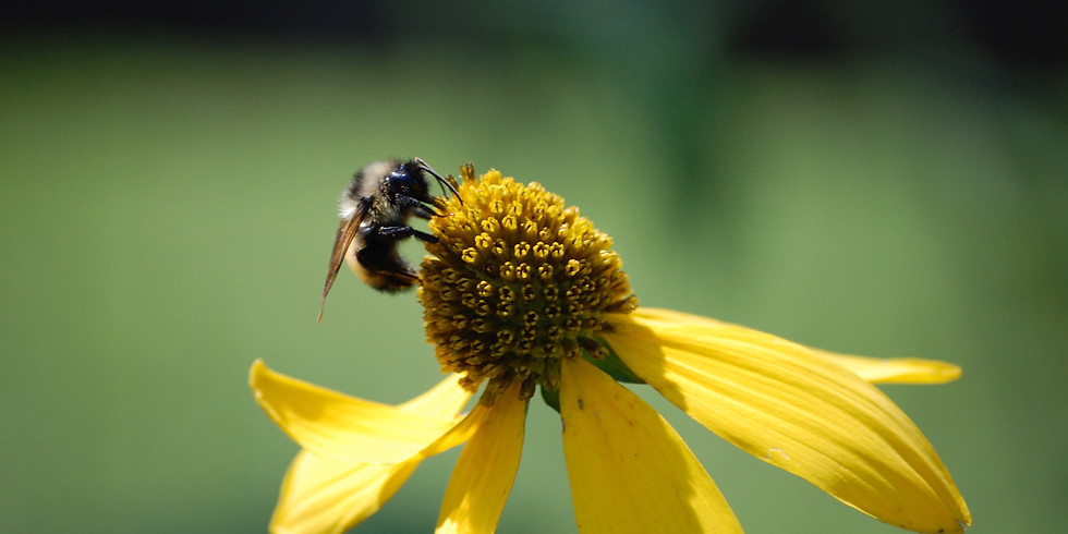 Backyard Beekeeping Workshop