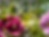 Make and Take: Container Garden Workshop