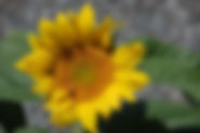 DSC_0280.JPG.jpeg