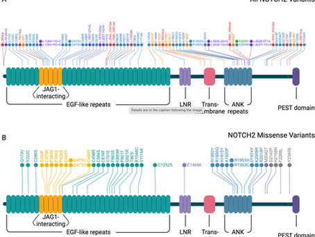 New publication: Defining differences between JAG1 and NOTCH2 ALGS!