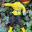 Thumbnail: 1/9 (Type S) Atomic Apeman “Rocko” Mego style 