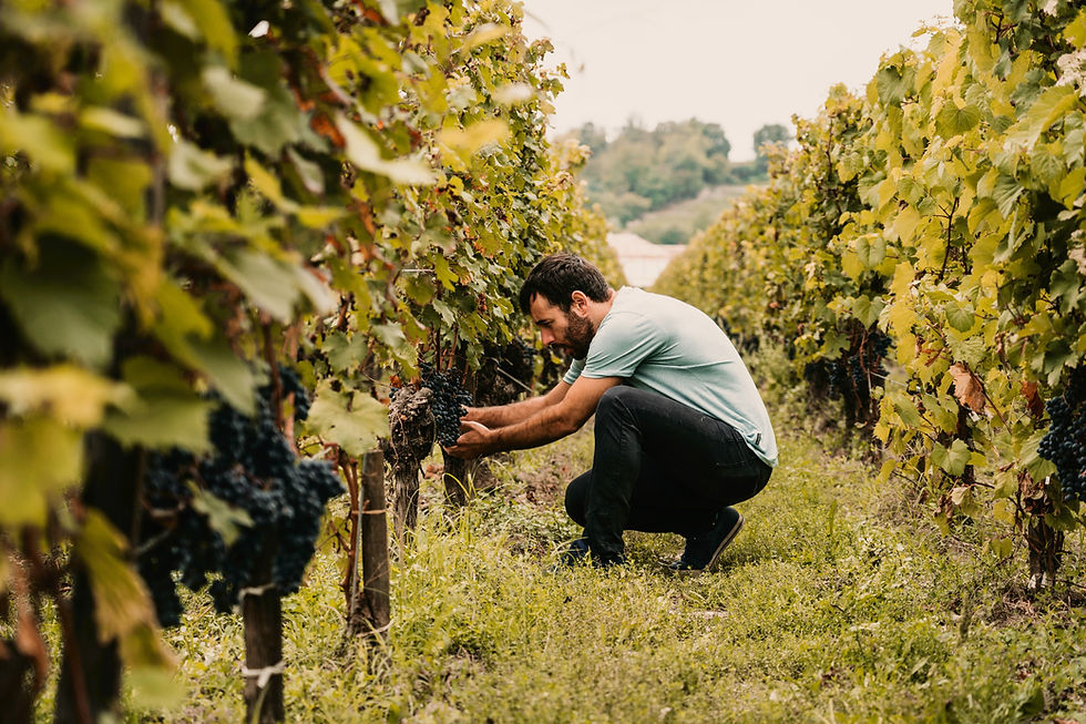 Les domaines viticoles à proximité de Manosque