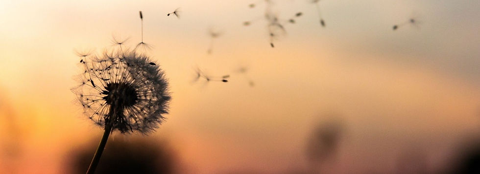 A picture of a dandelion being blown into a sunset background. It is a symbolic picture of a dandelion to represent he sense of releasing old labels, old shame and old stories about women’s bodies.
