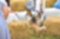 JIB_4330_edited.jpg
