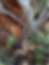 Northern Quoll Monitoring Program