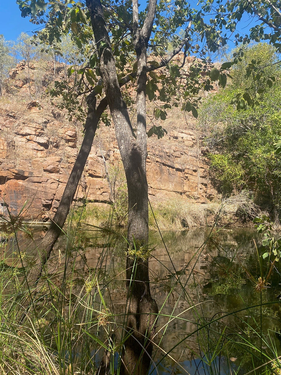 Detailed Flora, Vegetation and Terrestrial Fauna Survey – Dry season