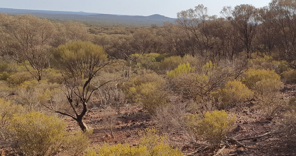 Conservation Significant Flora and PEC Monitoring Survey