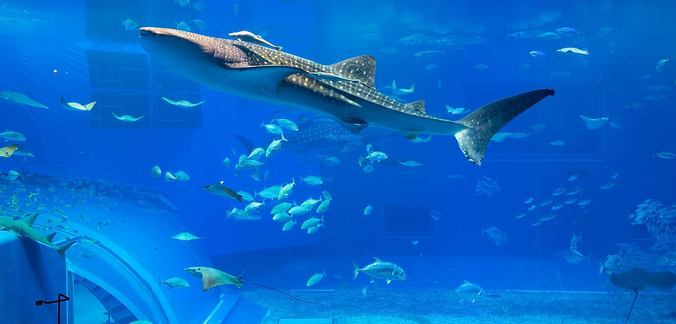 A large shark swims gracefully in a blue aquarium, surrounded by various fish and manta rays. The scene is serene and vibrant.