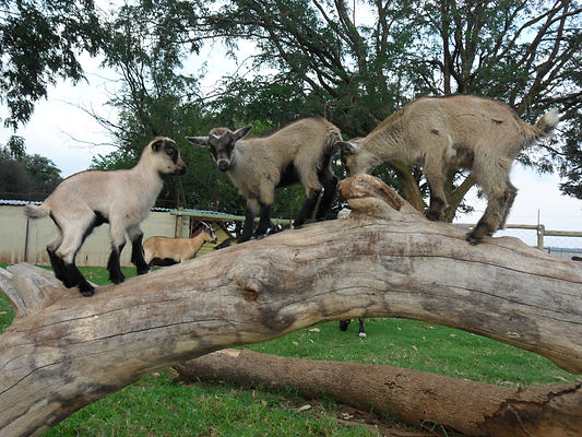 Donkeys and Dwarf Goats South Africa