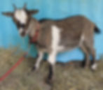 Ewe Kid