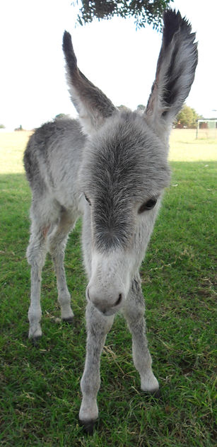 Donkie Te koop
