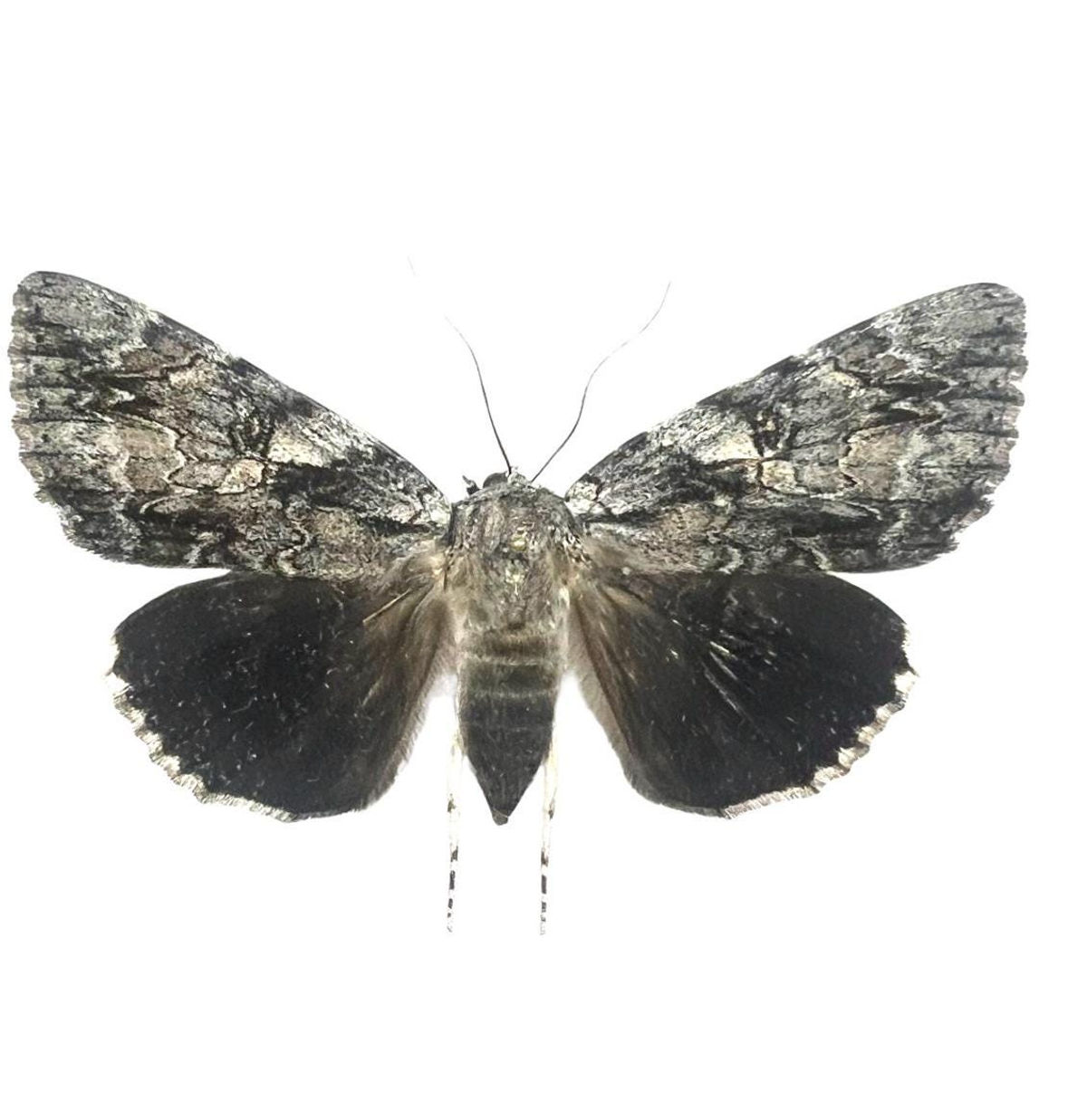 Catocala retecta / Retect Underwing Moth / Mounted Specimen / Collector Quality