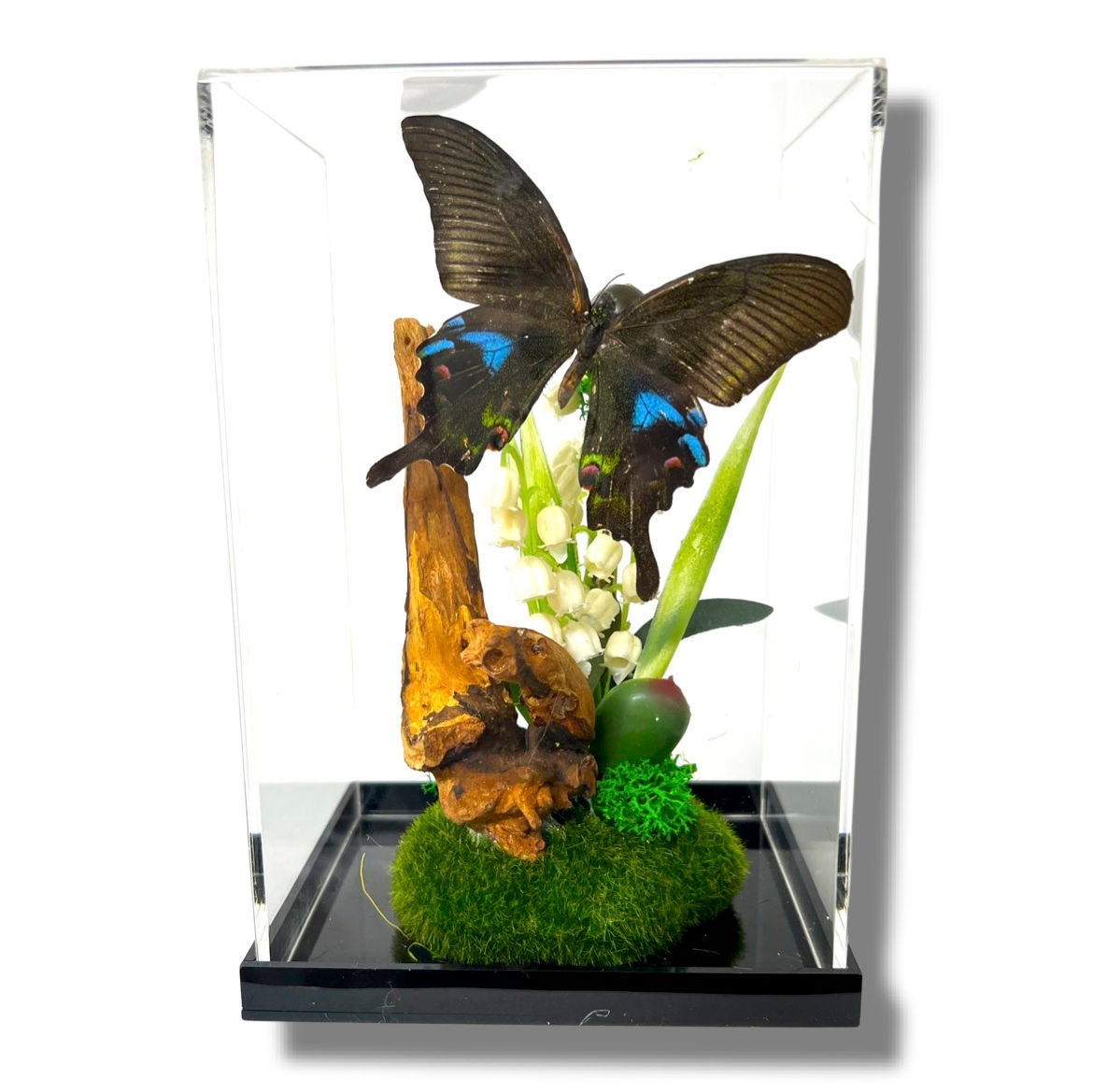 Real Jeweled Swallowtail Butterfly - Papilio maachii Diorama - 8x4x5 in