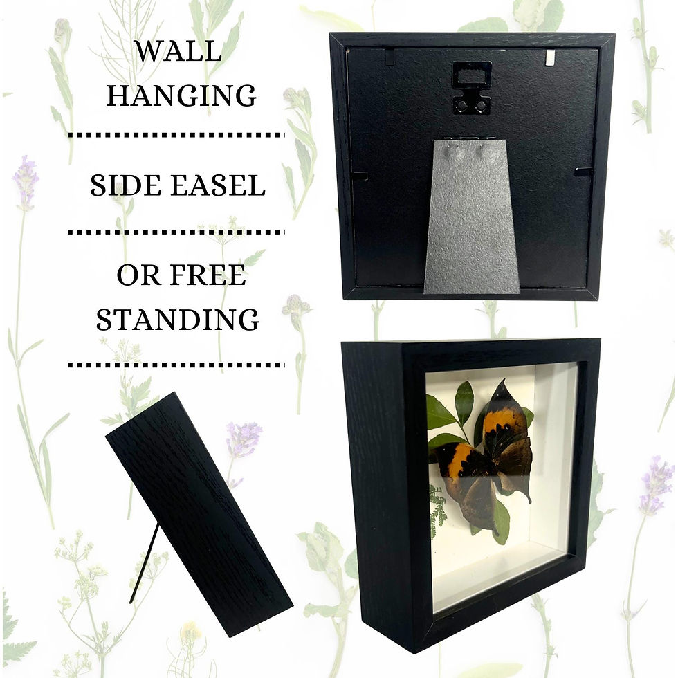 Thumbnail: Real Butterfly - Framed Botanical & Insect Diorama, Natural History Decor,